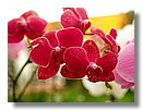 Orquideas